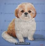 Shih Tzu 
