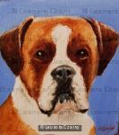 Boxer 