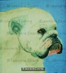 Bulldog 