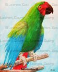 Polly