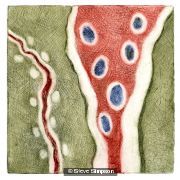 Cellstream