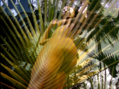 coconut grove