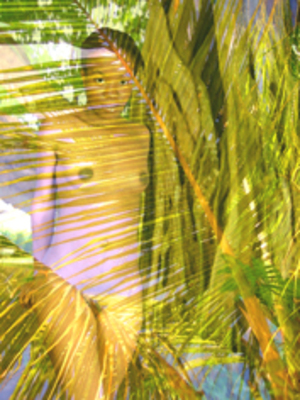 palm cladding
