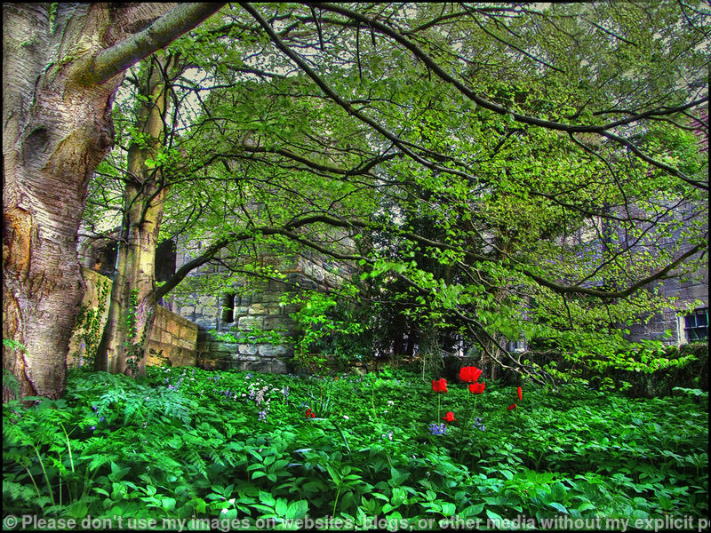 A Forgotten Corner Warkworth