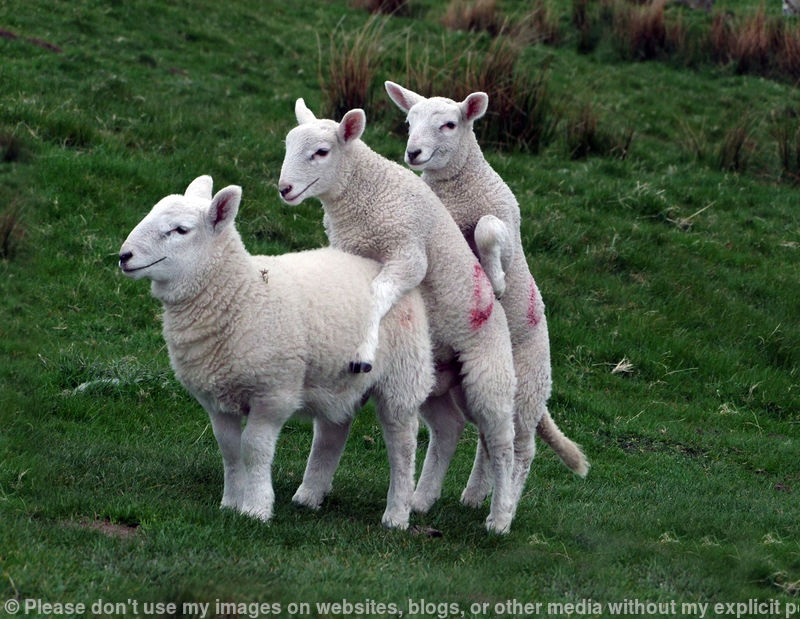 Lambing