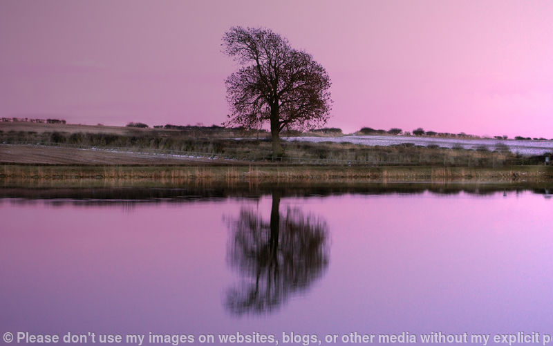 A Purple Glow