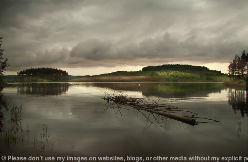 The Forrest  the Water