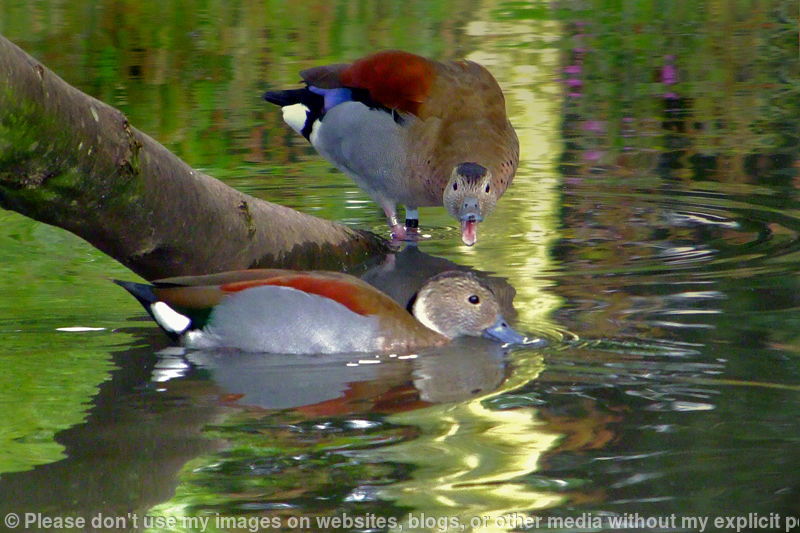 Ringed Teal in a Strop