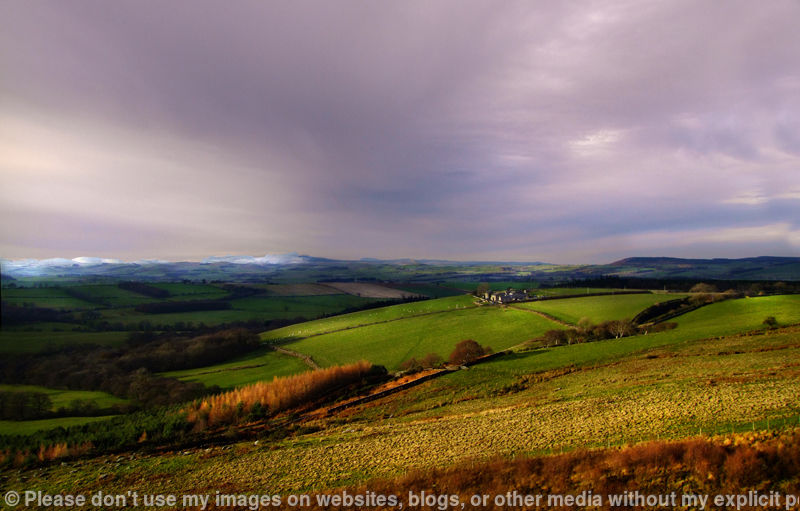 Chilly Cheviots