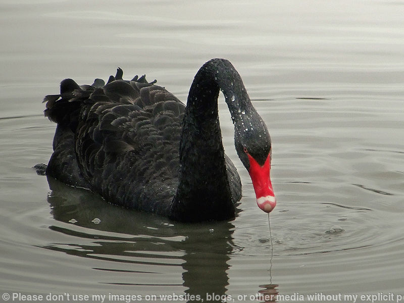 Black Swan