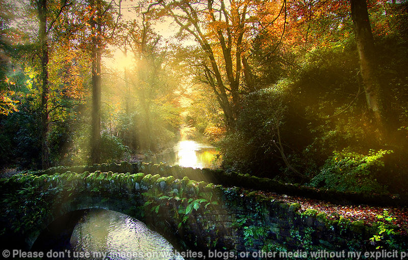 Dawn in the Dene