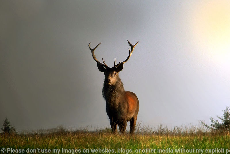 Red Deer Stag