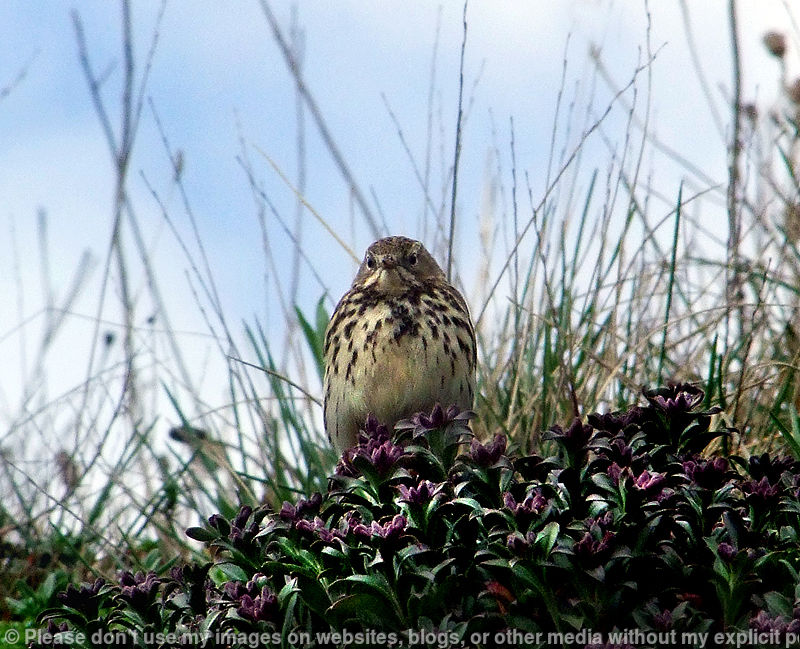 Sky Lark