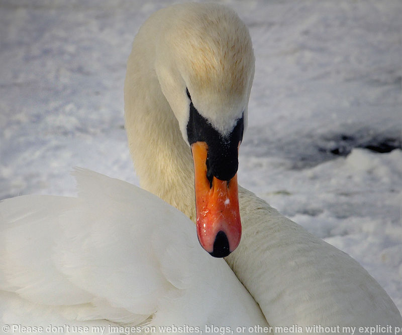 The Proud Swan