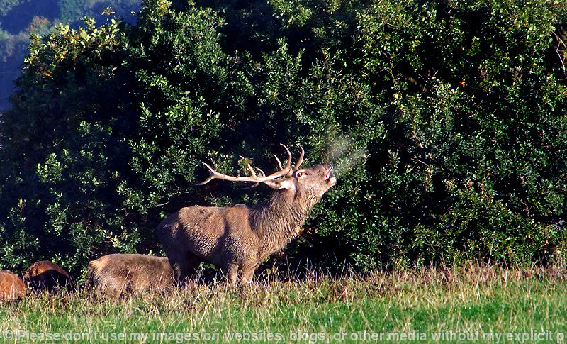 Deer Call