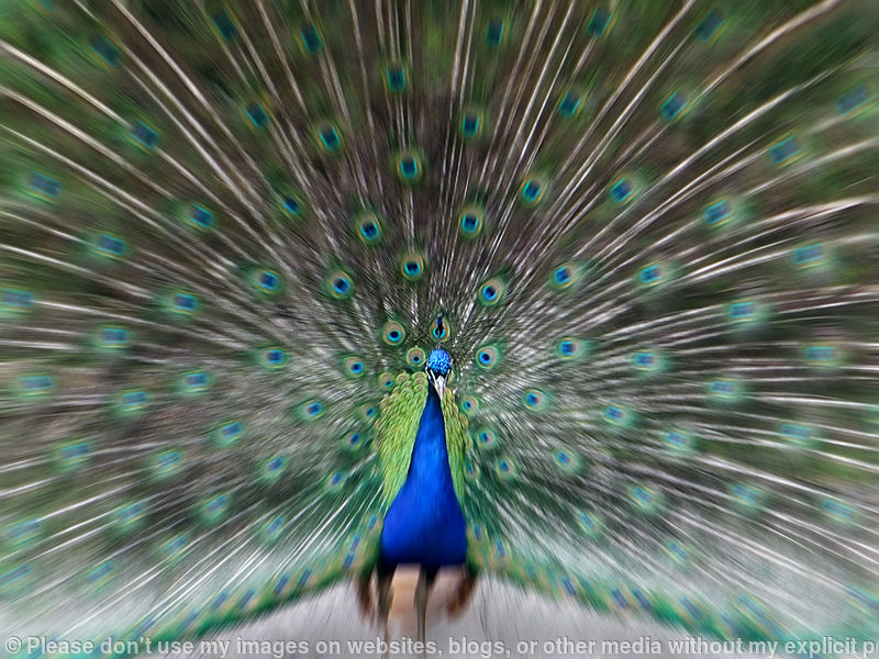Peacock Trance