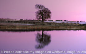 A Purple Glow