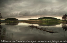 The Forrest  the Water