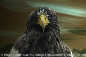Steller,s Stare