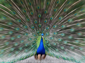 Peacock Trance