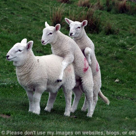 Lambing