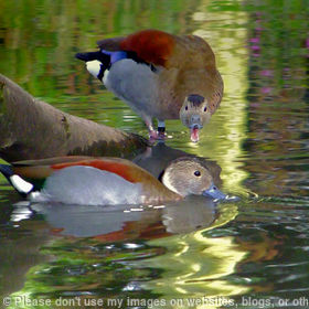 Ringed Teal in a Strop