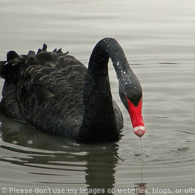 Black Swan