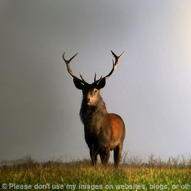 Red Deer Stag