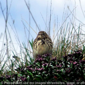 Sky Lark