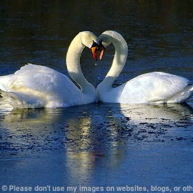 Bonded Swans