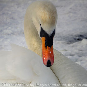 The Proud Swan
