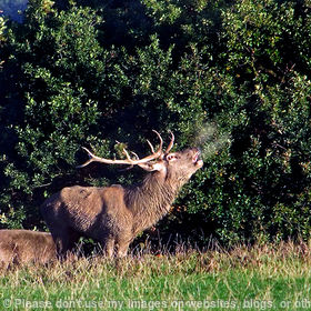 Deer Call