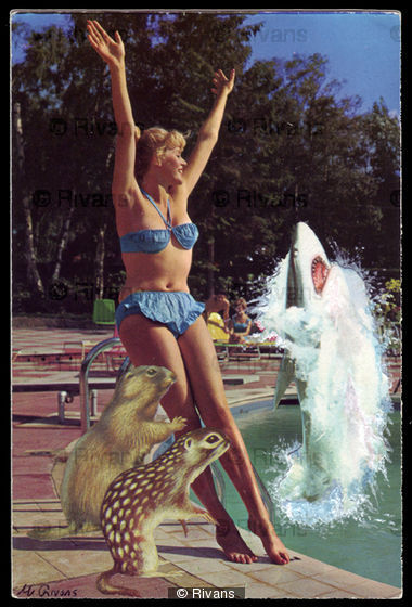 Shark Infested Waters
