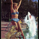Shark Infested Waters