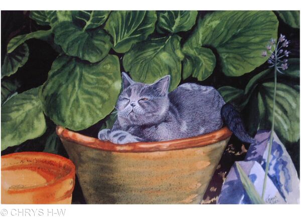 CAT IN A POT