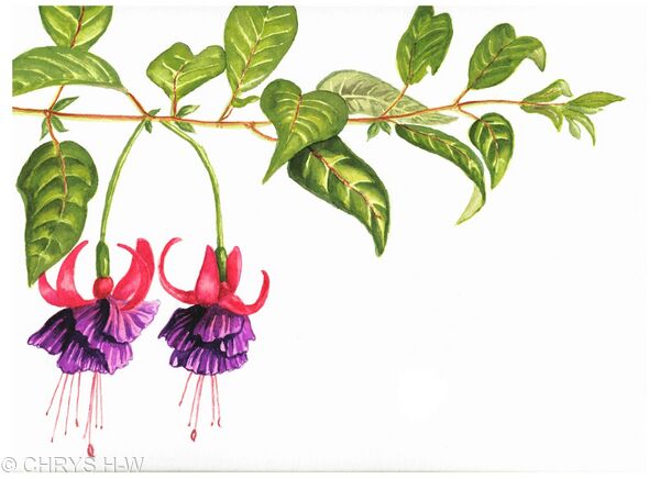 FUSCHIA