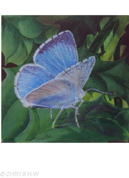 HOLLY BLUE