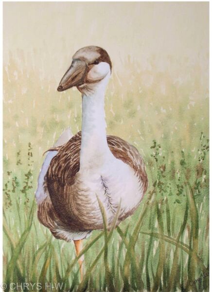 GOOSE IN THE GRASS