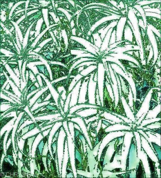 GREEN ALOEVERA