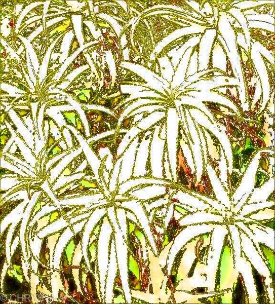 LEMON ALOEVERA