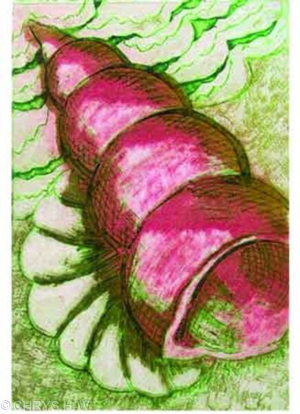 PINK SPIRALSHELL