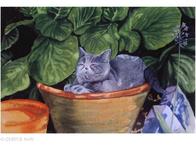 CAT IN A POT