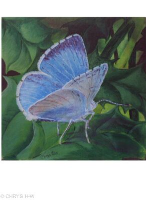 HOLLY BLUE