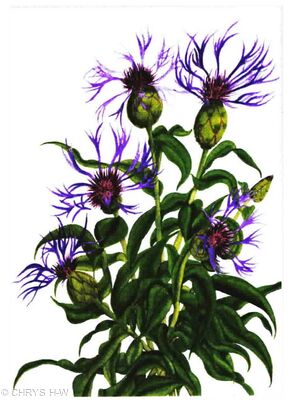 KNAPWEED