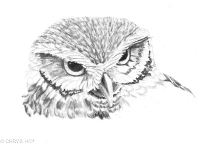 OWL PORTRAIT