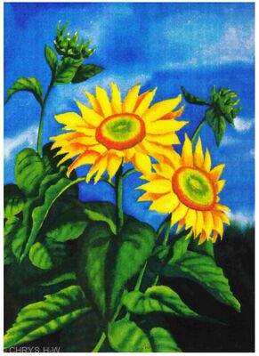 SUNFLOWER