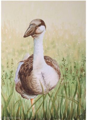 GOOSE IN THE GRASS