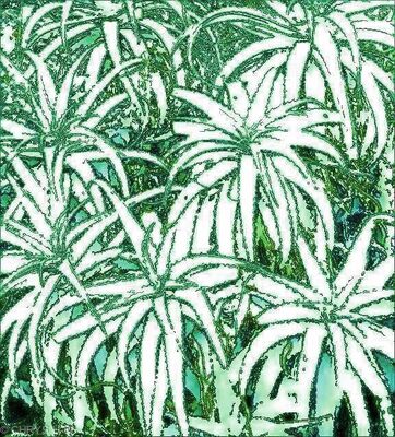 GREEN ALOEVERA