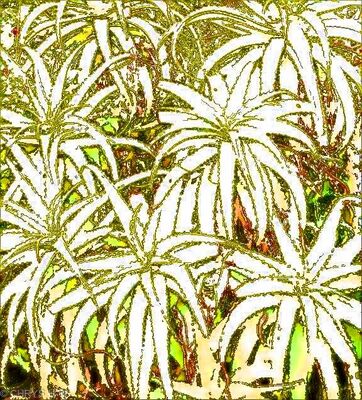 LEMON ALOEVERA