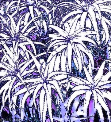 LILAC ALOEVERA